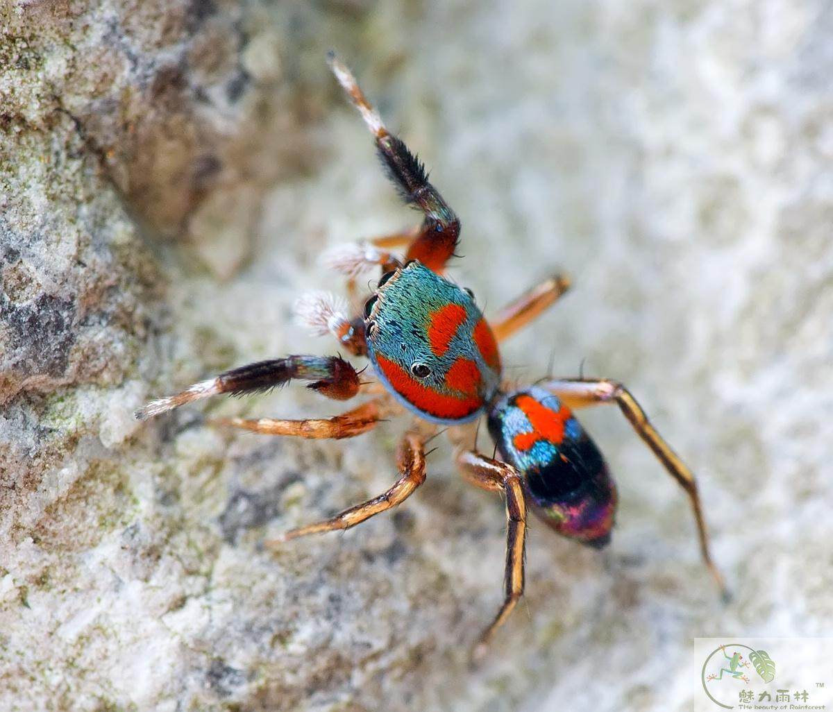 现货成体silerella vittata 靓丽的蓝翠跳蛛 小型缸节肢动物新宠