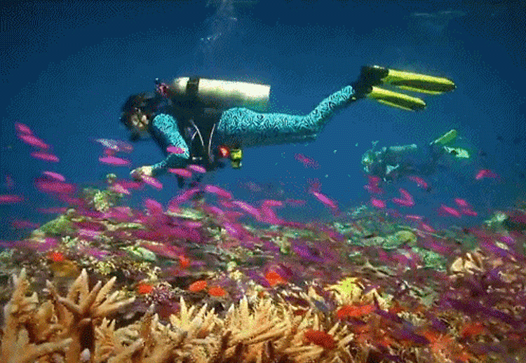 潜水进阶必读!一个人享受大海的宁静!