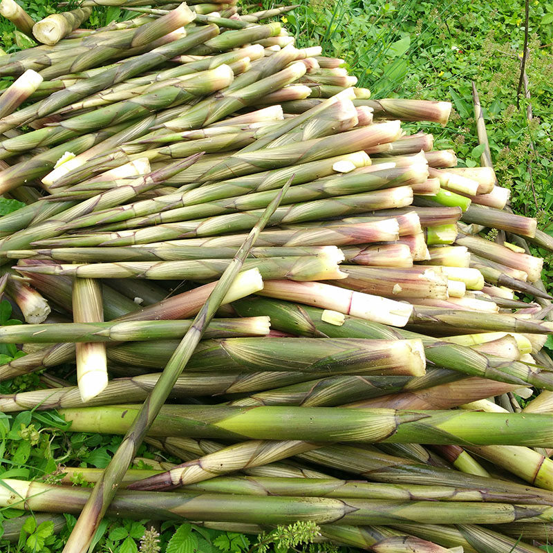 江西深山春笋现拔现发小竹笋新鲜野生带壳鲜嫩笋尖小笋 5斤还包邮_爱