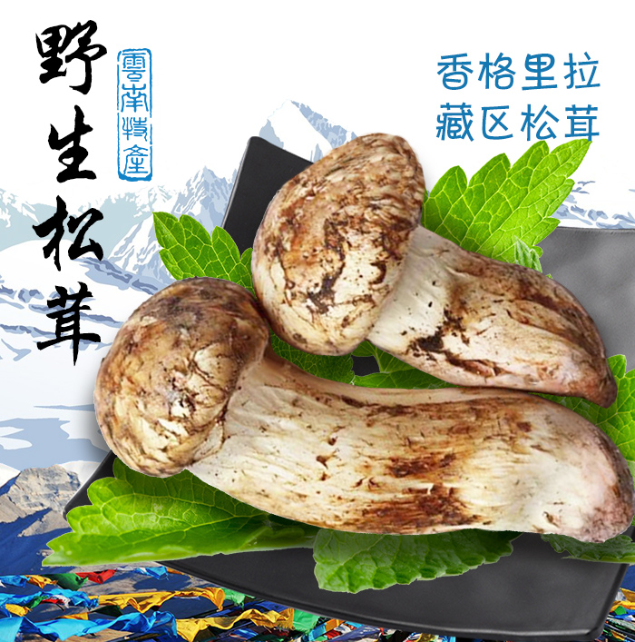 新鲜fd冻干松茸7-9云南香格里拉特产新鲜野生菌雪山松茸菌菇干货