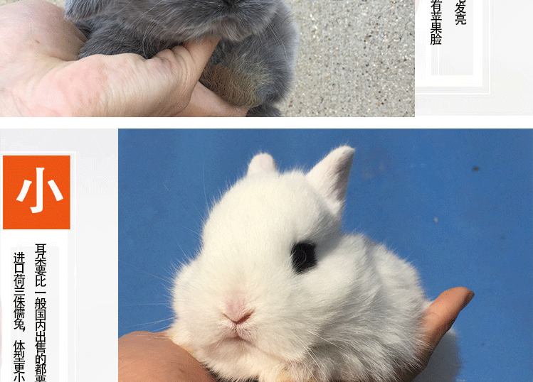 蜘蛛兔小水滴纯种猫猫兔宠物兔活动物垂耳兔耳朵兔子长活体垂不大_7折大侏儒活体轮卸力图片