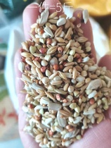 Little Sun Golden Sun King Kong Asian medium parrot combination grain beat 1 piece = 5kg