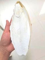 Cuttlefish bone cuttlefish squid shell parrot calcium molars 6 yuan 1 tablet