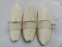 Cuttlefish bones squid bones parrots calcium hamster one piece