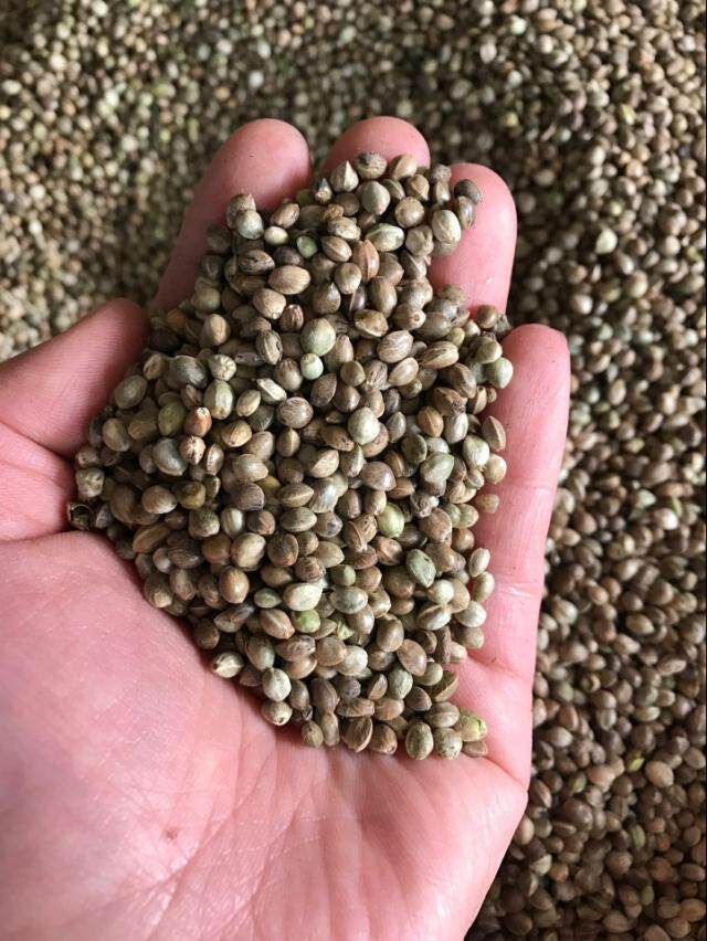 2016年新粮 小颗粒麻子 火麻 鹦鹉粮 增膘提性 拍一件