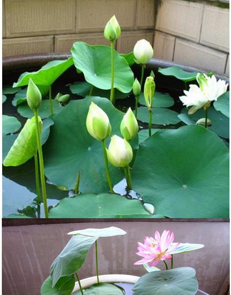 碗莲种子 已开口四季水培植物绿植盆栽水生睡莲荷花带盆套餐花卉