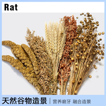 Hamster natural grain set landscaping snacks grinding tooth stick decoration Golden Bear supplies bird parrot nutrition food