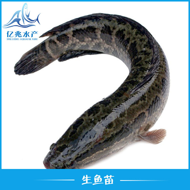 养殖黑鱼苗供应水产养殖生鱼苗淡水养殖杂交生鱼苗