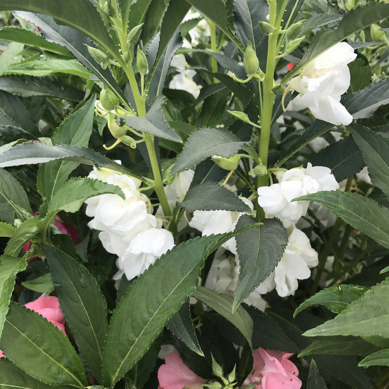 四季凤仙花种子指甲花籽野花种子阳台盆栽易种植物茶花凤仙花种子_7折