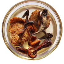 Mushroom hazelnut mushroom Northeast specialty Changbai Mountain specialty hazelnut mushroom