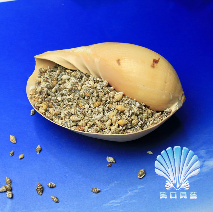 81.8cm4元50g 天然小海螺小贝壳批发 小米螺 手工diy