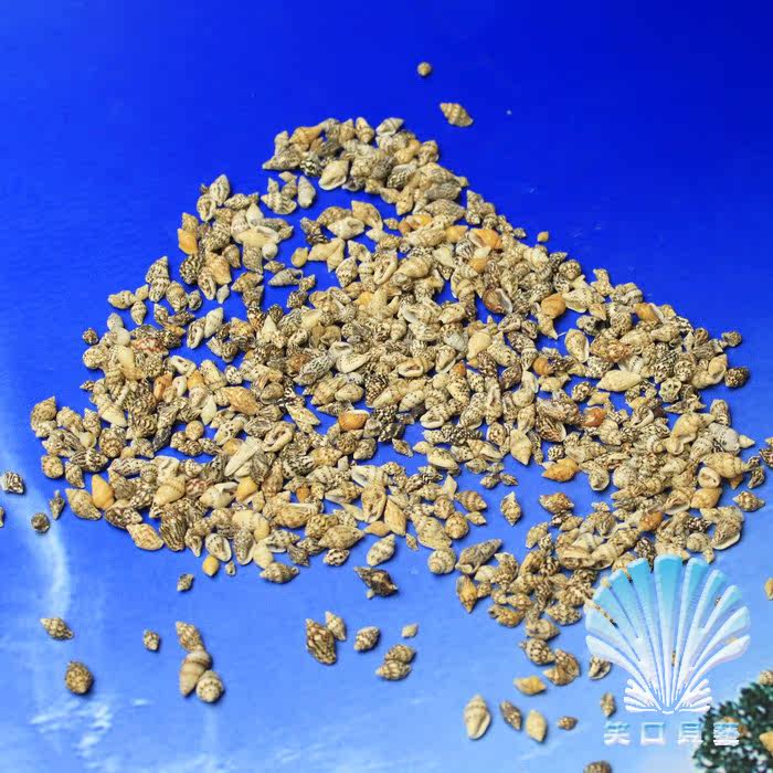花麦螺0.81.8cm4元50g 天然小海螺小贝壳批发 小米螺 手工diy