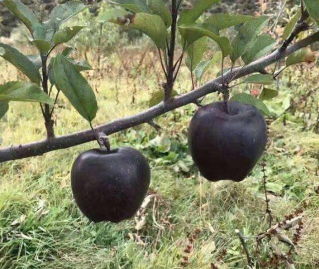 大爷种黑苹果,8年结果,每个卖100元