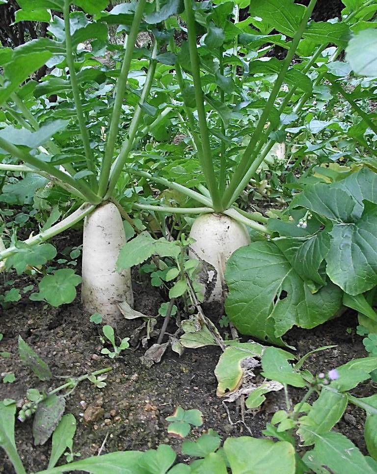 安徽特产 农家腌制香辣脆萝卜响 泾县新品酱萝卜干萝卜丁干货500g