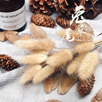 Shooting Props Rabbit Tail Dry Hay Hay Dried Flowers Bouquet Jewelery Ornament Jingophotography Decorative Food Photo Shoot and Photograph Swing