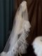 새로운 Super Fairy Veil Grab Rod Yarn 신부 웨딩 스타일 스타일링 머리 장식 White Studio Photography Props Fushionable 새로운 Super Fairy Veil Grab Rod Yarn 신부 웨딩 스타일 스타일링 머리 장식 White Studio Photography Props Fushionable