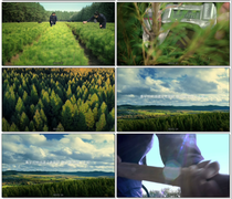 HD Real beat video material CCTV Public interest Advertisement Saihanba spiritual belief piece protection environment Qingshan green water