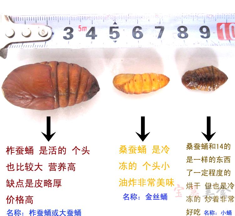 2018新蚕蛹 特级新鲜蚕蛹 鲜嫩 蝉蛹 出口 桑蚕蛹 二斤包邮 500g