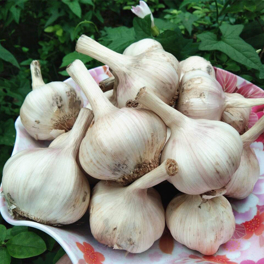 5斤新鲜大蒜 紫皮大蒜头 多瓣蒜头干蒜头 紫皮蒜微蒜
