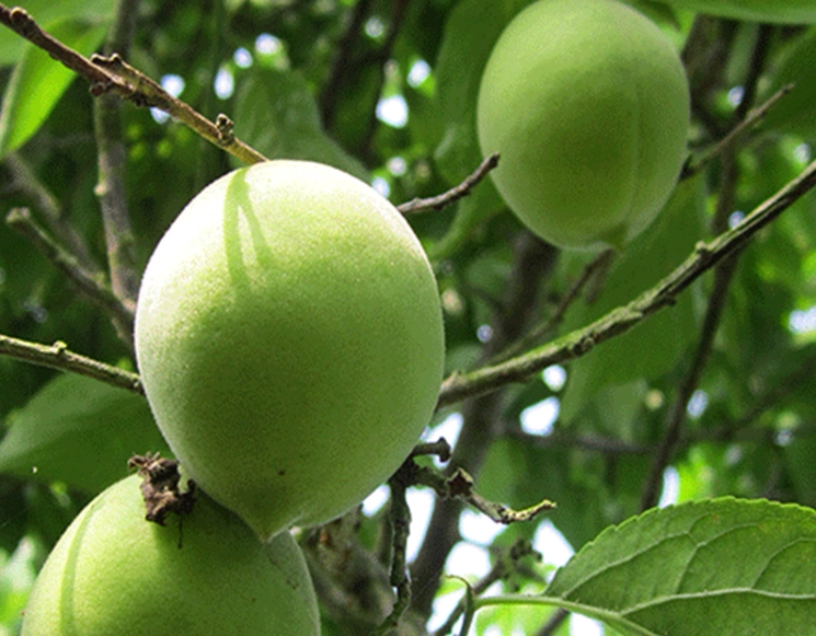 广西云南农家深山野生青梅果5斤装现摘酸梅孕妇水果泡酒梅子酵素 贺州