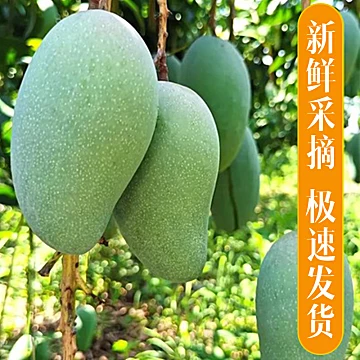 云南大青芒果当季新鲜水果5斤特大果[3元优惠券]-寻折猪