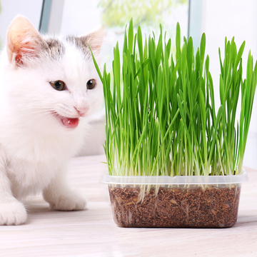 猫草种子薄荷粉猫零食猫咪去毛球猫草天然小麦种植套装猫咪用品 猫草种子薄荷粉猫零食猫咪去毛球猫草天然小麦种植套装猫咪用品