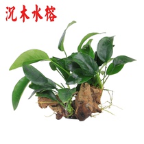 Shenmu aquatic plant betta aquarium decoration Freshwater soil-free oxygenating small water banyan tree package Landscaping Shenmu lazy artificial grass