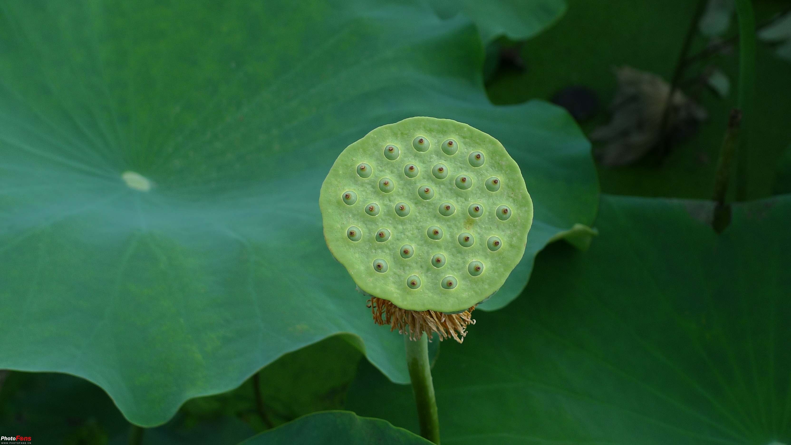 新鲜莲蓬鲜莲子现摘生吃即食农家天然水果嫩甜莲子现发里叶白莲