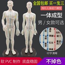 Traditional Chinese medicine acupuncture point map Human body printing male and female model Twelve meridians small human acupuncture point model