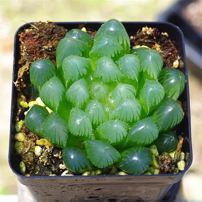 多肉夏天太难养,做了这4点火上浇油!