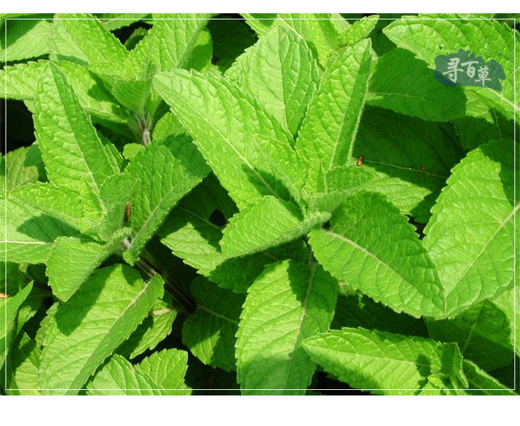 寻百草 干薄荷叶 新鲜薄荷茶 清凉茶 花草茶 花茶泡茶绿茶50克