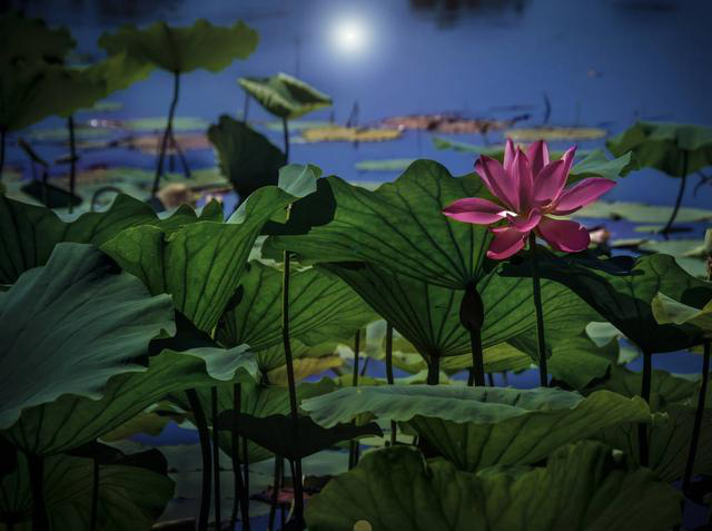 夜拍荷花仙子,图立方pt-12b为你呈现荷花