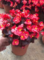 Begonia Flower Four Seasons Small Leaf Red Begonia Flower Flowering Four Seasons Potted Flowers Long Flower Indoor Flower