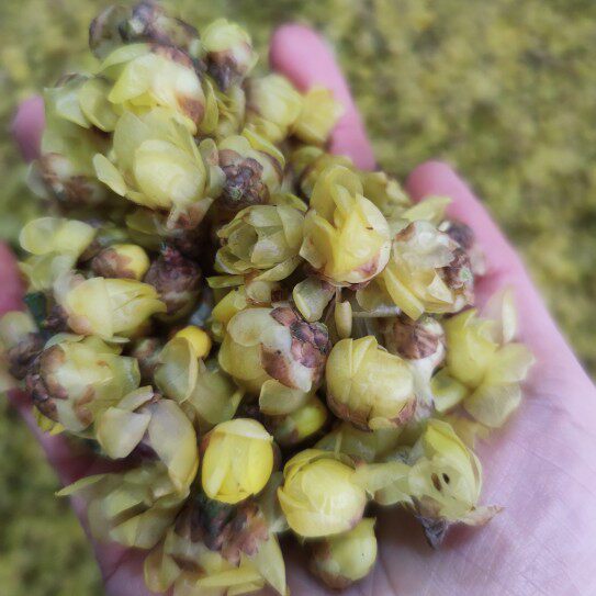 素心腊梅2021年花期月初新鲜提取纯露花材原料纯露