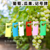 Vineyard plate plant seedling label melon label plastic waterproof plastic watermelon pollination melon buckle color