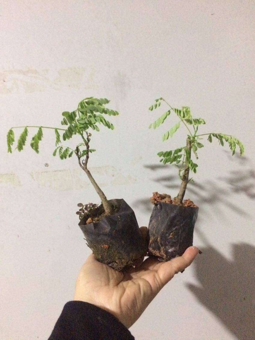 绿化树苗凤凰木苗金凤苗红花楹小苗有不同规格树