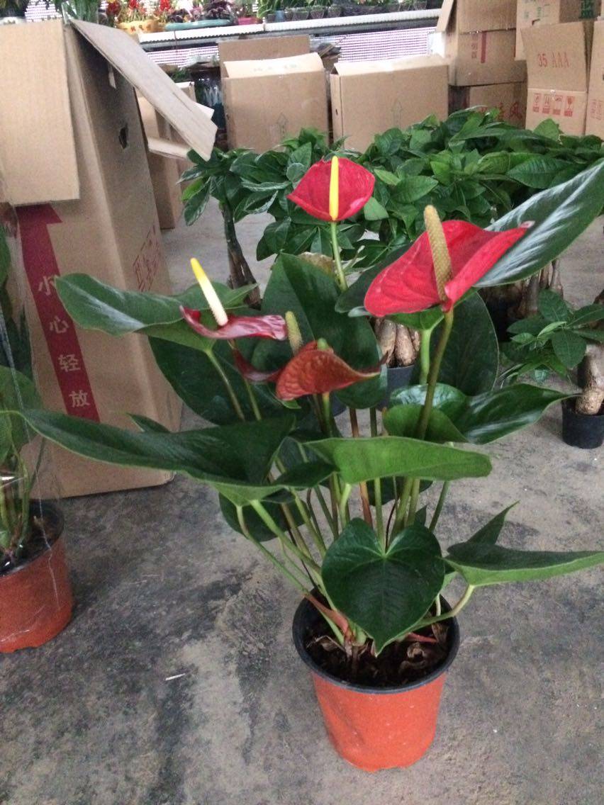 年花迎春花春节花喜庆花红掌一帆风顺红运当头盆栽