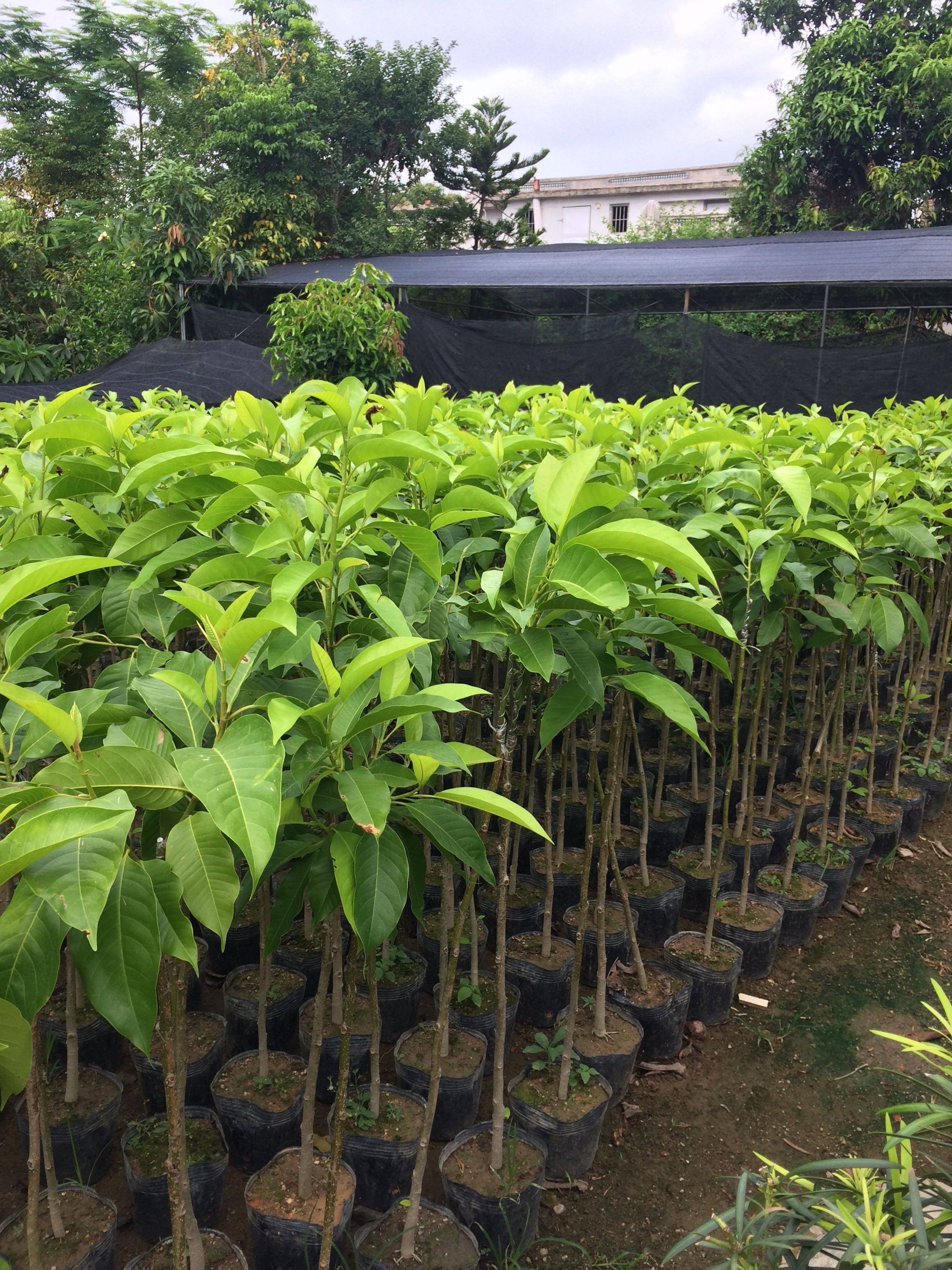 1米高带花苞嫁接白兰花苗白玉兰花树苗盆栽缅桂花黄桷兰