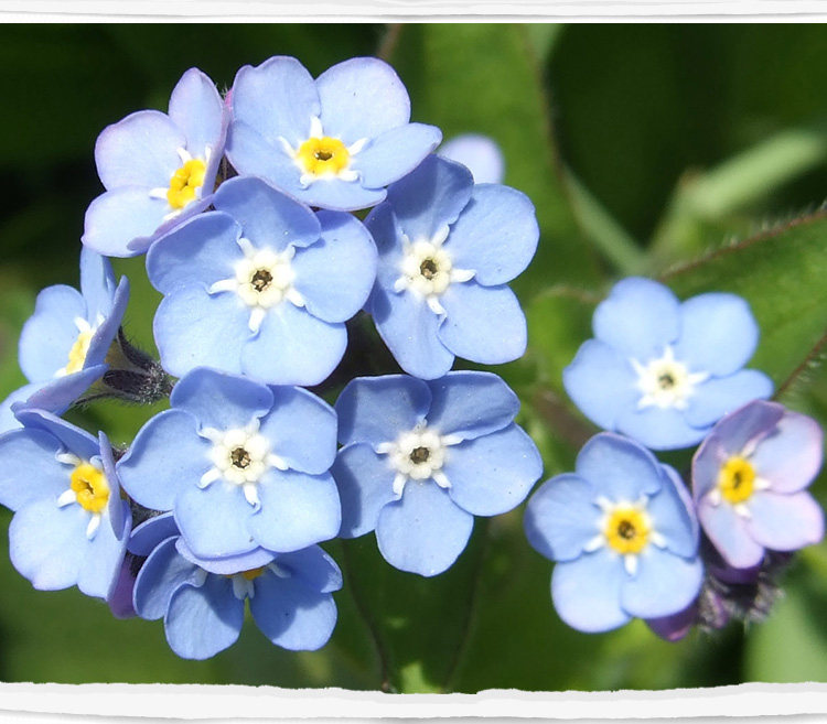 勿忘草花种子 宿根多年生勿忘我种子 盆栽耐寒易种花卉种子
