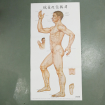 3 high-definition acupuncture point wall map human acupoint acupuncture map (Human Health Fifth Edition)