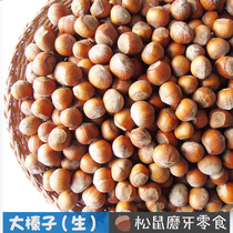 Big hazelnut (raw) squirrel food molar snacks Nut food Main food to eat