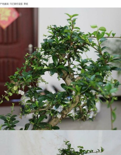 福建茶盆景,茶树盆景,微造型创意办公室茶花桌面盆栽花卉盆景_7折现价