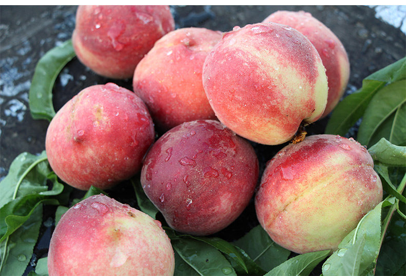 丞贡园新鲜毛桃脆桃25斤x2件