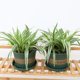 Phnom Penh hanging orchid potted office decoration hanging green plants home except formaldehyde indoor silver edge gardening package promotion Phnom Penh hanging orchid potted office decoration hanging green plants home except formaldehyde indoor silver edge gardening package promotion