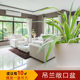 Phnom Penh hanging orchid potted office decoration hanging green plants home except formaldehyde indoor silver edge gardening package promotion Phnom Penh hanging orchid potted office decoration hanging green plants home except formaldehyde indoor silver edge gardening package promotion