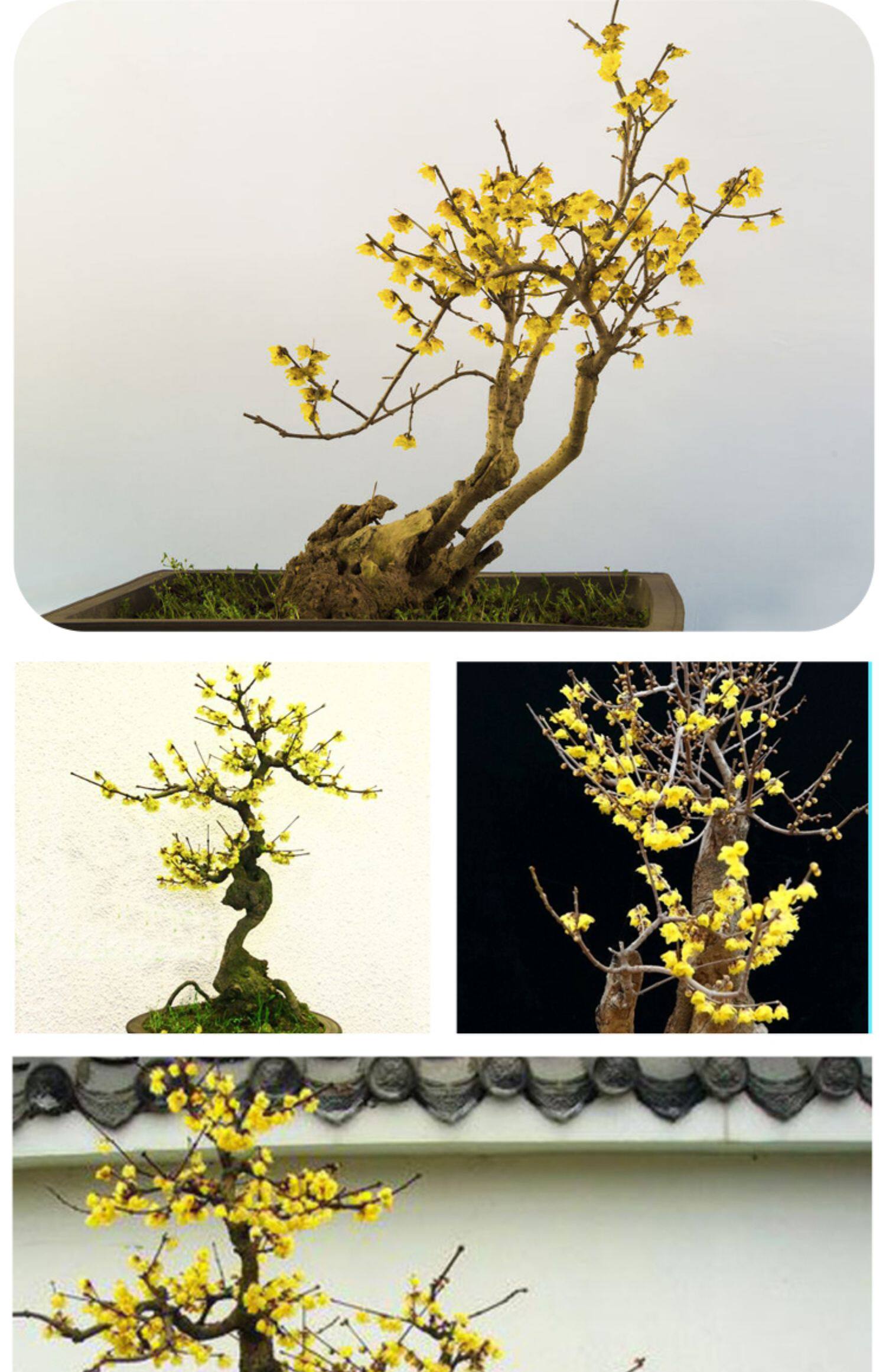 腊梅盆栽老桩素心梅花盆景树苗庭院室内外红梅花卉浓香型植物易活