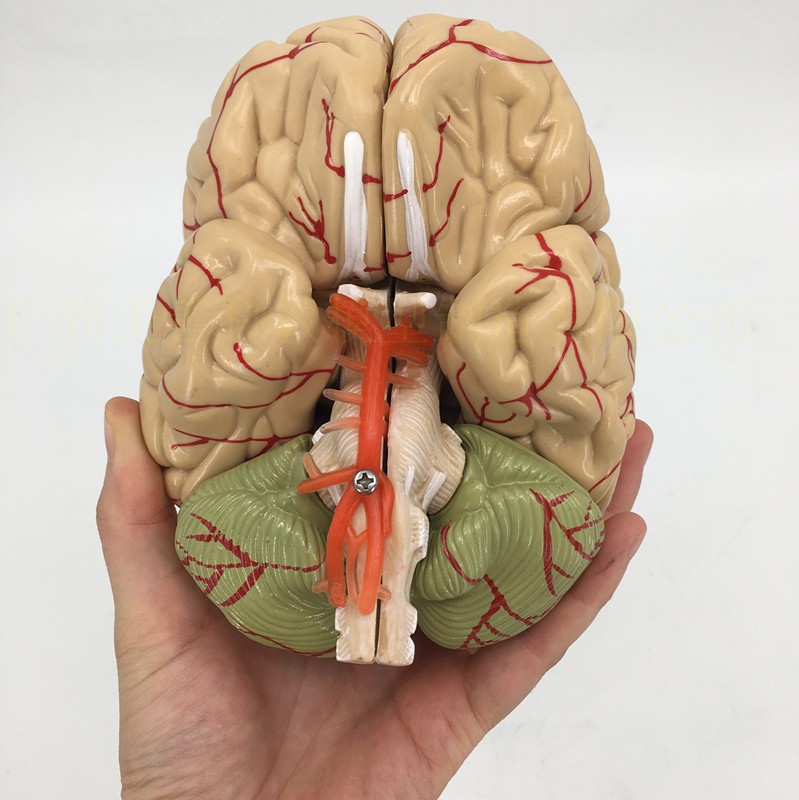 脑解剖模型脑干大脑小脑部结构造关系脑部解剖教学模型医学教具