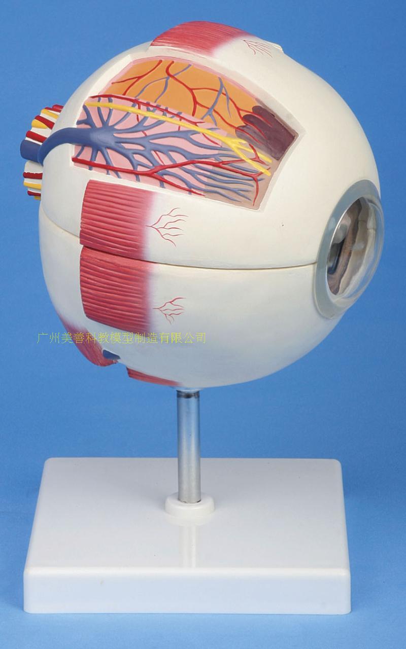 正品高端专业版医学 人体六倍眼球放大解剖模型 眼睛结构五官眼科