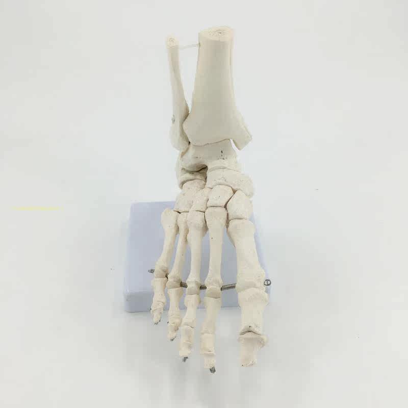 教学仿真足骨脚骨模型活动脚关节标本脚骨模型1:1自然大足骨仿真