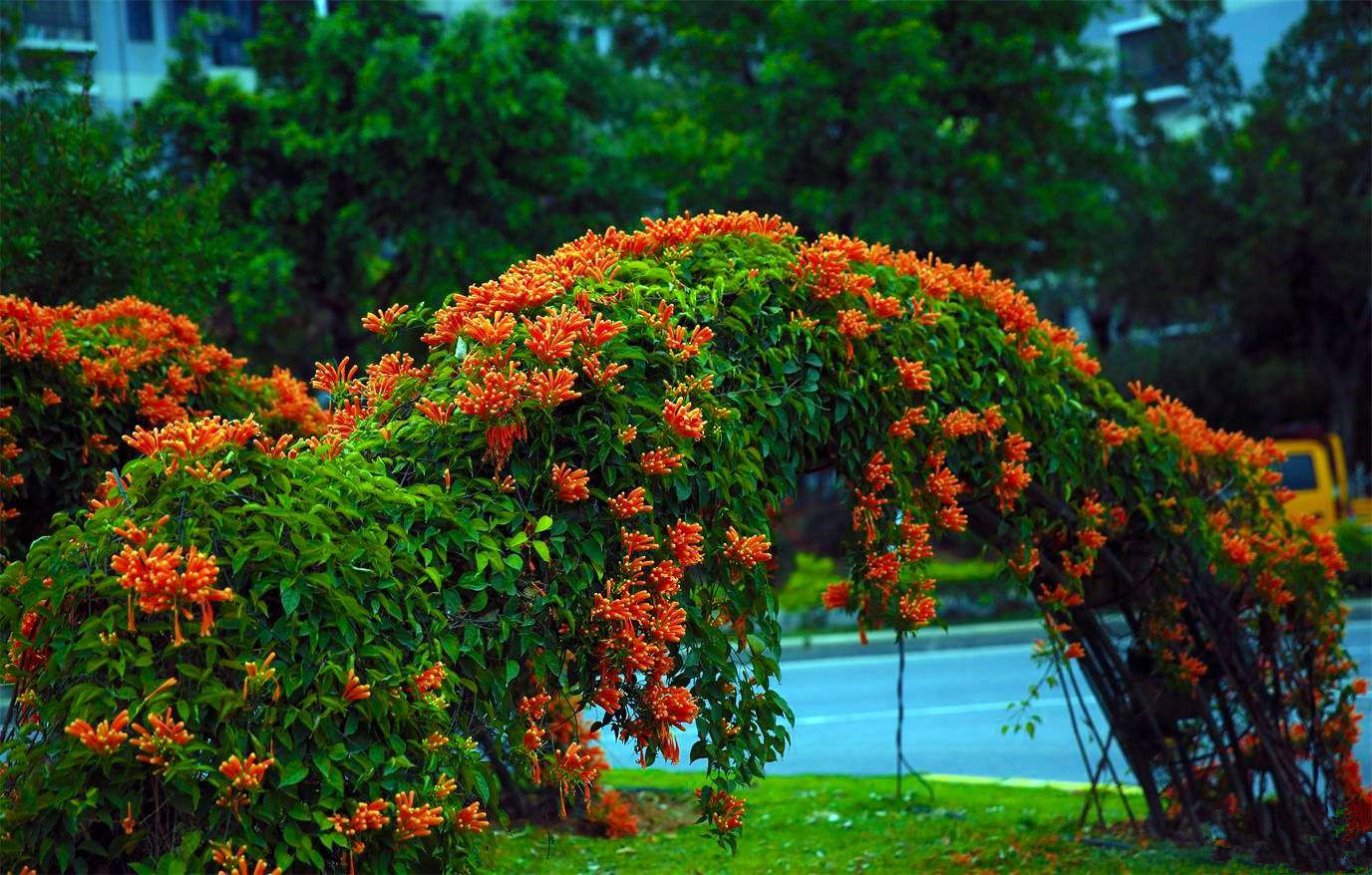 阳台攀爬爬藤植物鞭炮花苗炮仗花攀援花卉凌霄花苗可庭院油麻藤花